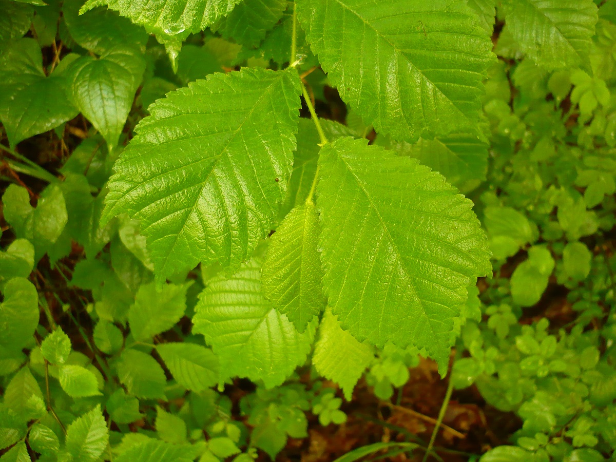 Ulmus glabra (Ulmaceae)
